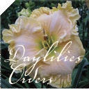 daylily orders