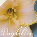 daylilies